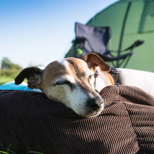 Beschreibung des Bildes