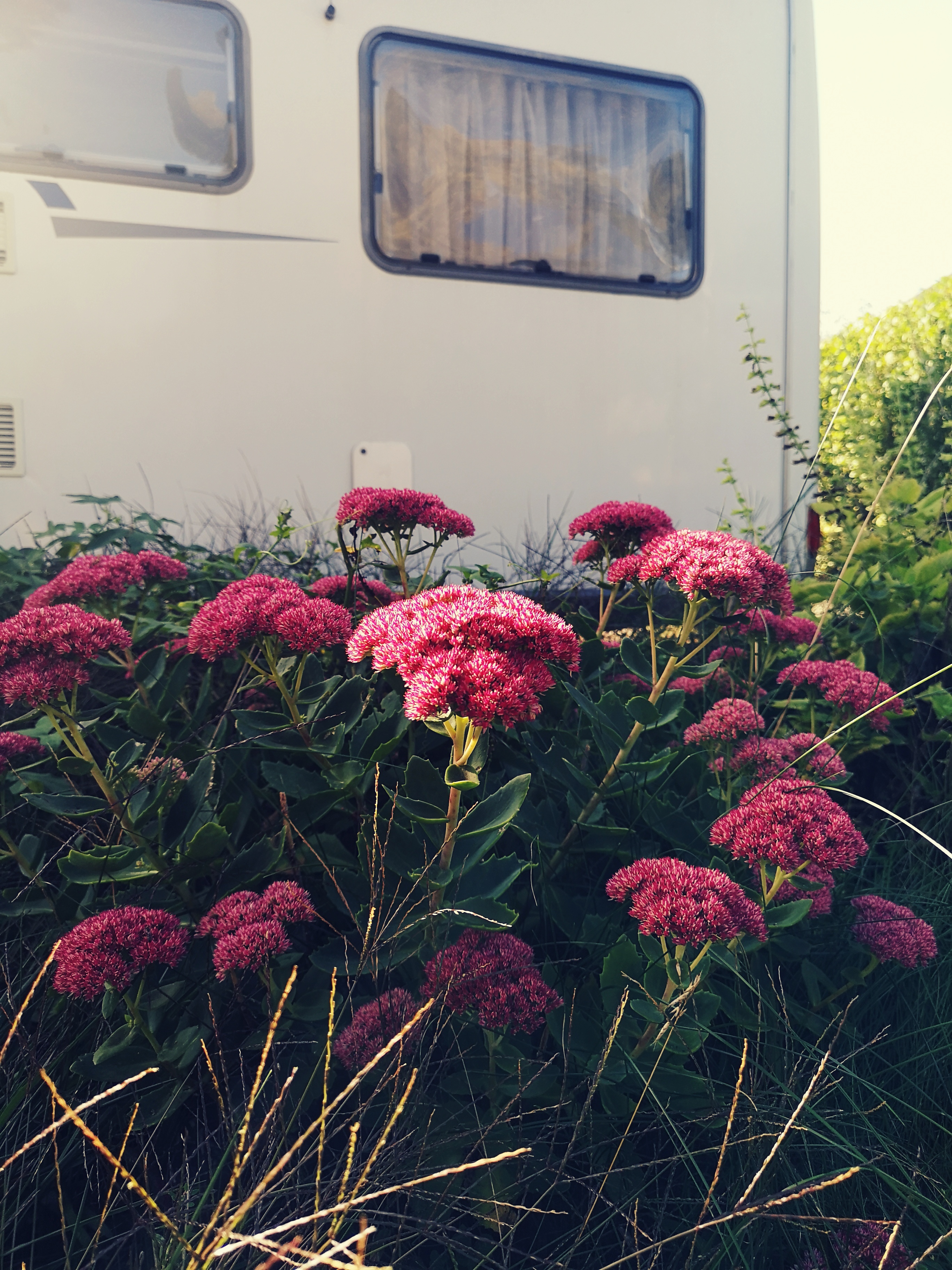 ECOCAMPS - Campingplatz Dreieich-Offenthal - Campingplatz Dreieich-Offenthal